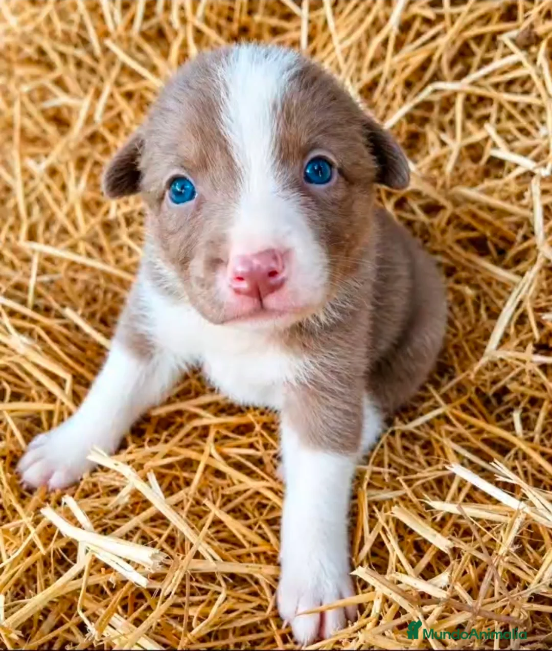Border Collie perros en venta: Border collies lilac y chocolates - Anuncio 1
