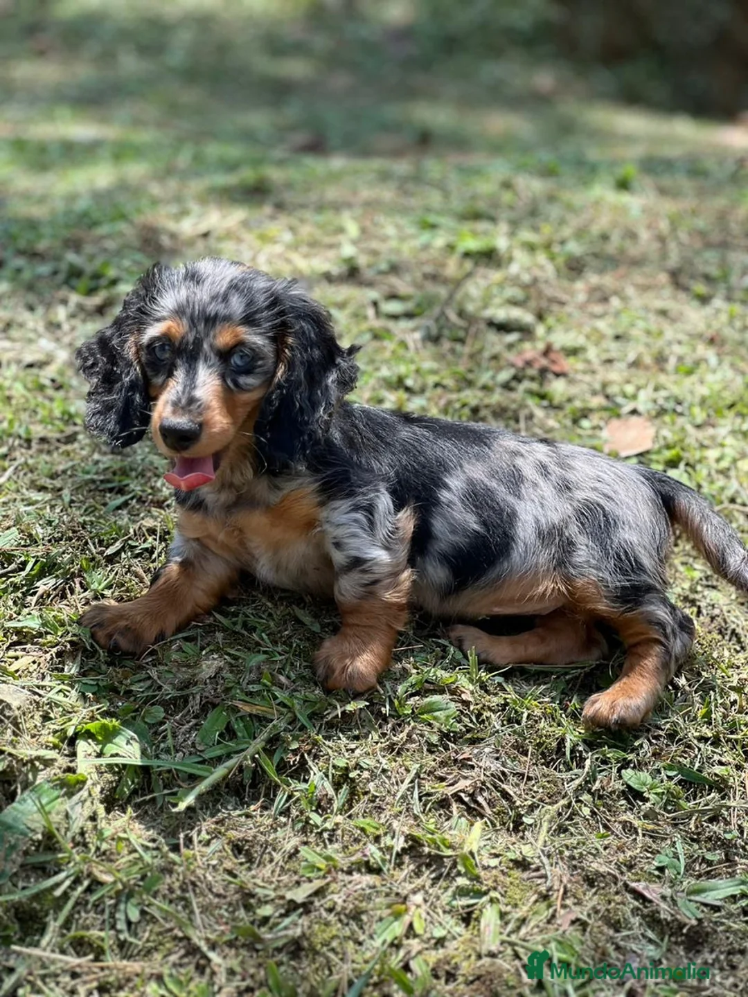 Teckel Miniatura perros en venta: TECKEL TODA ESPAÑA  - Anuncio 5