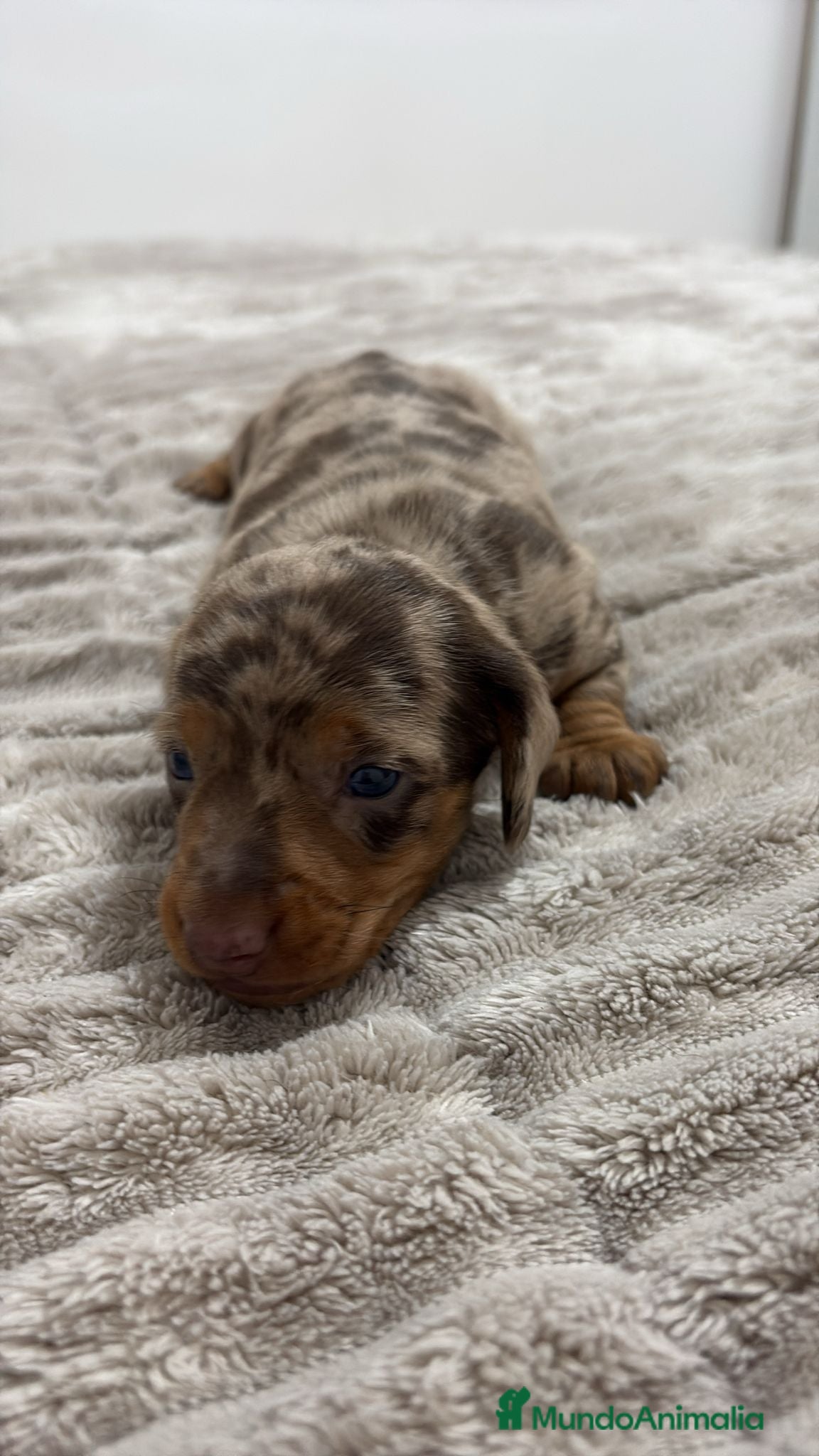 Teckel Miniatura perros Teckel Miniatura  - Anuncio 1