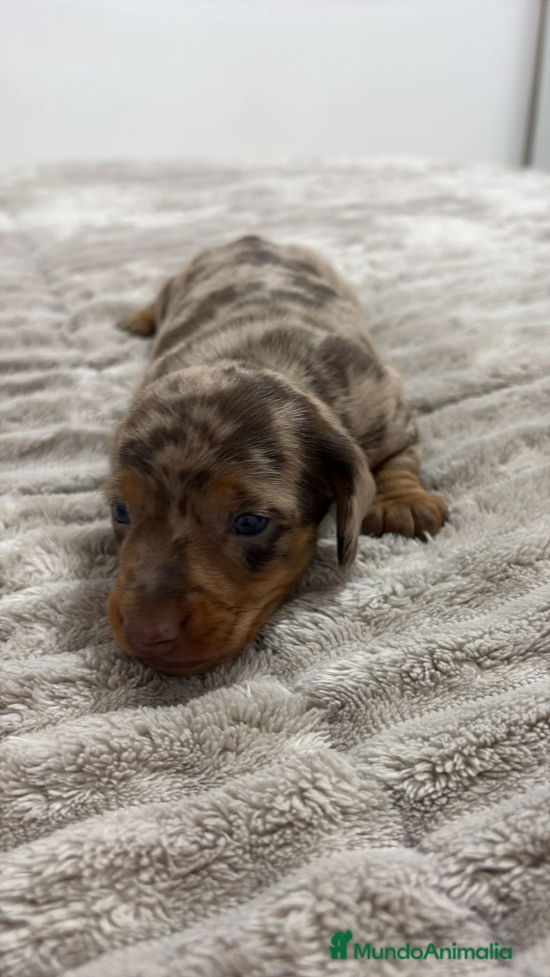 Teckel Miniatura perros en venta: Teckel Miniatura  - Anuncio 1