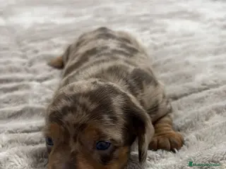 Teckel Miniatura perros Teckel Miniatura - Anuncio 1