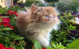 Persa gatos en venta: Gatitos Persas Machos y Hembras - Imagen 1