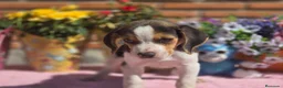 Beagle perros en venta: Disponibles beagle.. solo machos. Adopción  - Anuncio 5