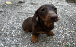 Teckel perros en venta: Busco camadas de teckel  - Imagen 1