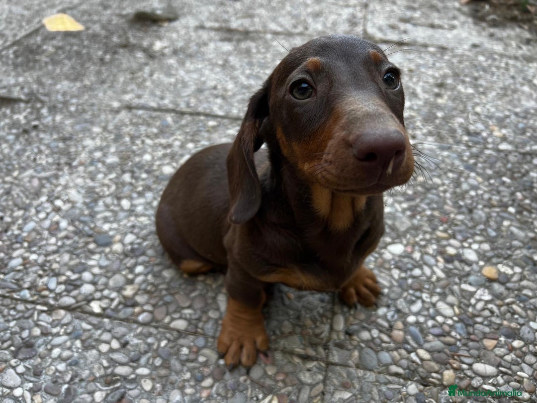 Teckel perros en venta: Busco camadas de teckel  - Imagen 1