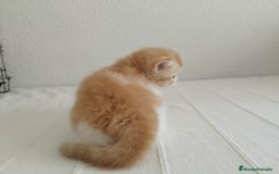 Exótico de Pelo Corto gatos en venta: 🐯 EXOTIC SHORTHAIR RED TABBY & WHITE - Imagen 5
