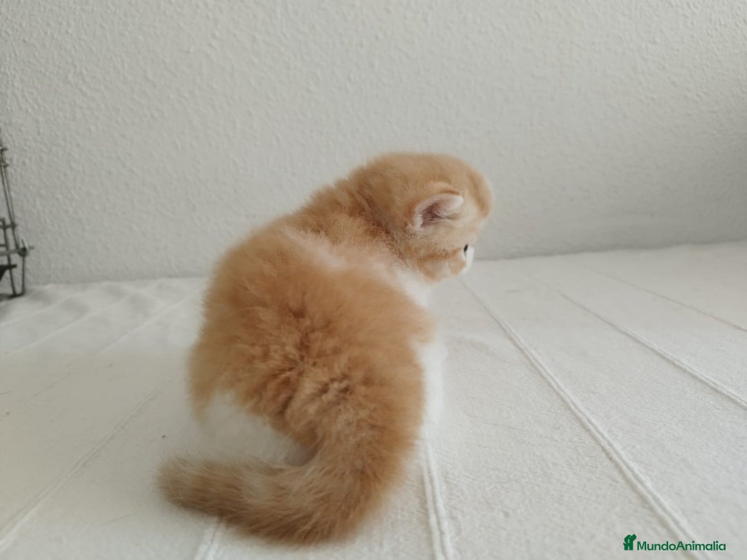 Exótico de Pelo Corto gatos en venta: 🐯 EXOTIC SHORTHAIR RED TABBY & WHITE - Imagen 5