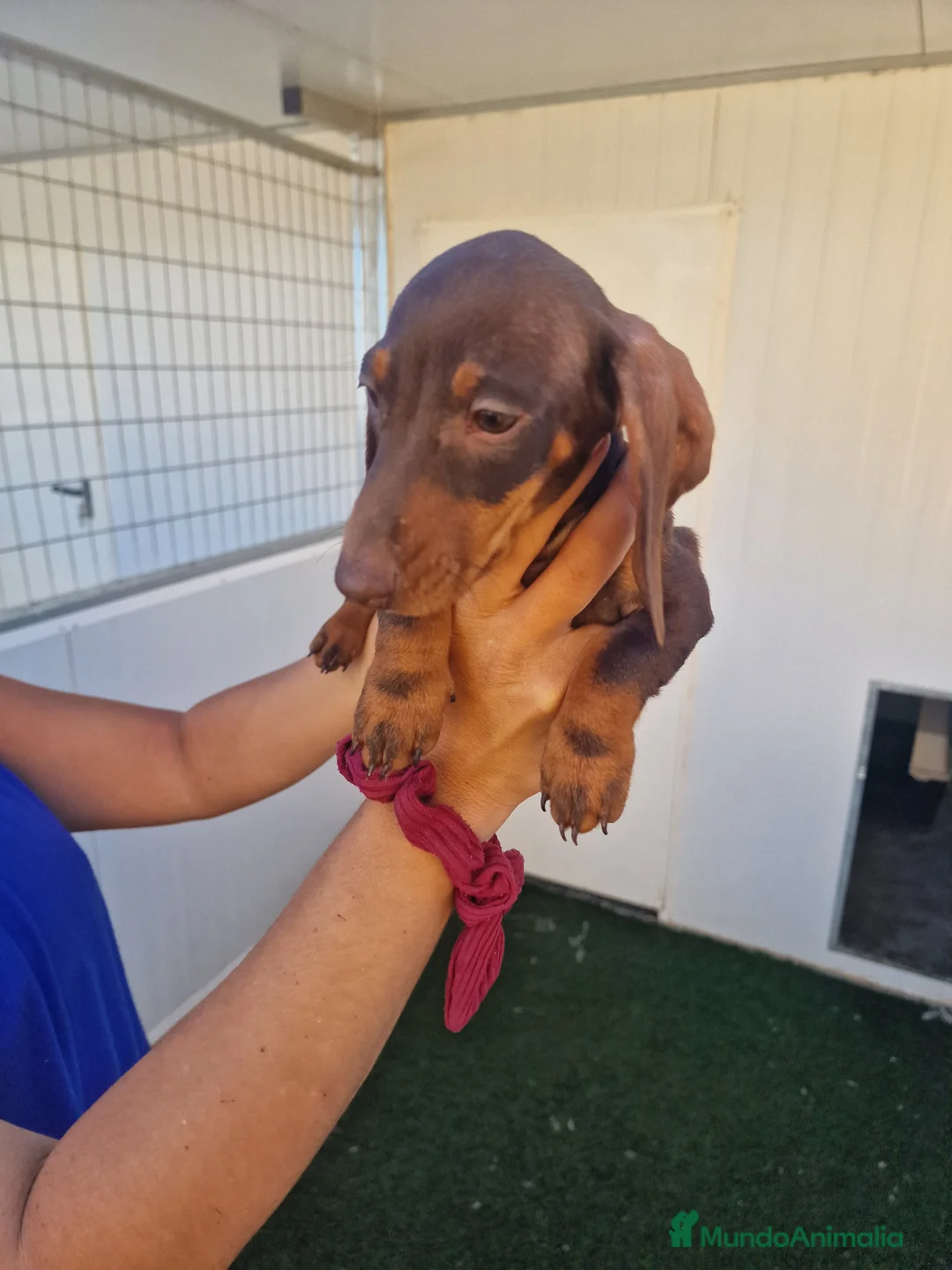 Teckel Miniatura perros en venta: Teckel precio real - Anuncio 1