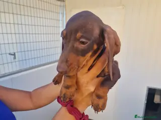 Teckel Miniatura perros Teckel precio real - Anuncio 1