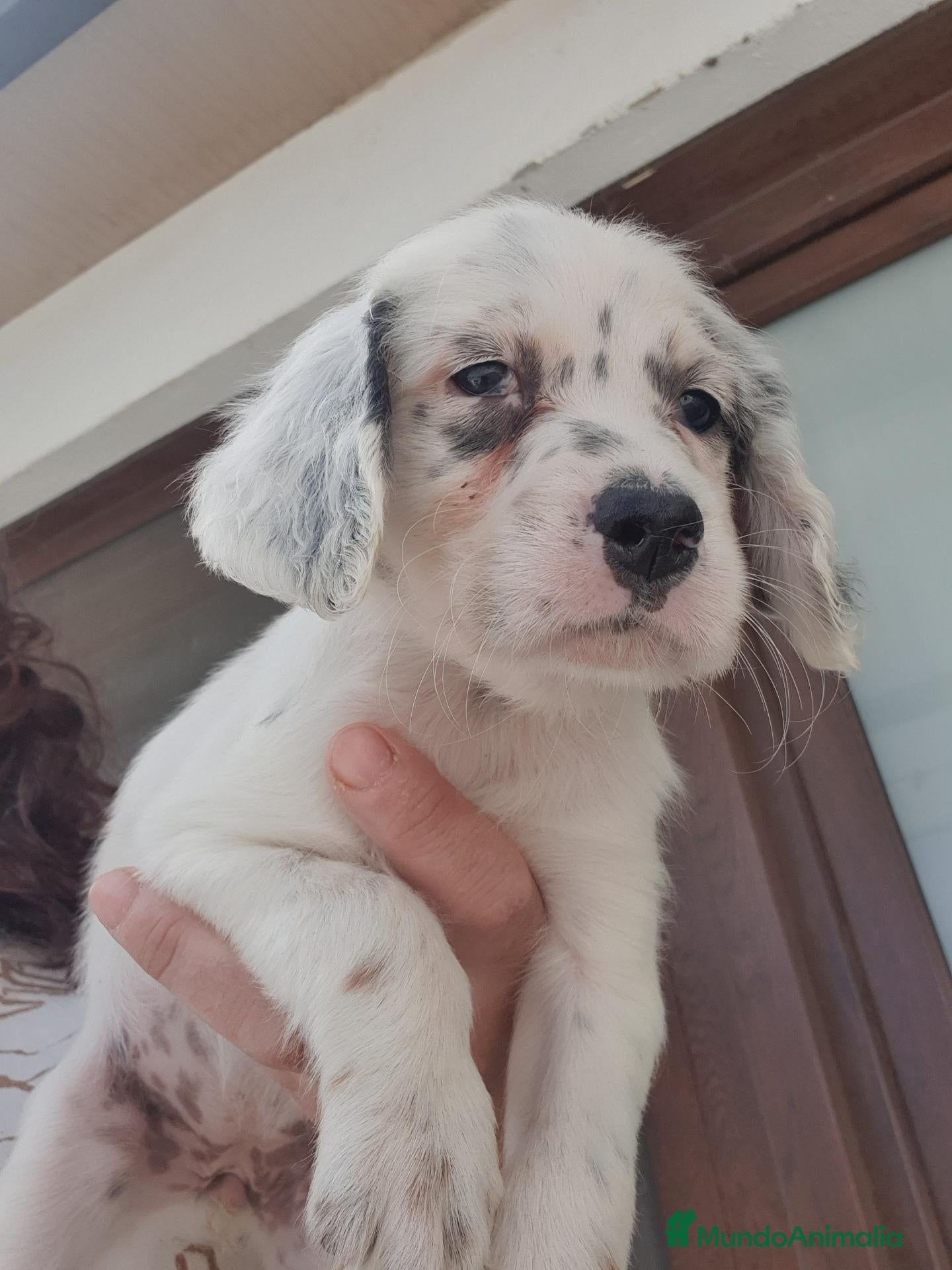 Setter Inglés perros Cachorro hembra Setter - Anuncio 3