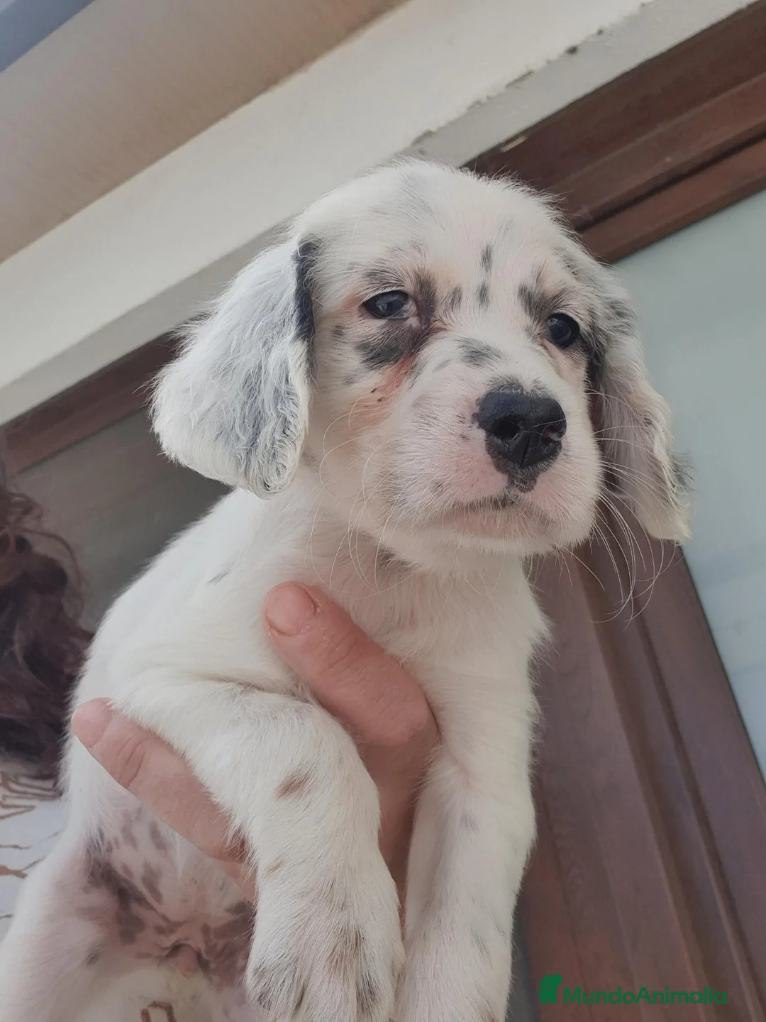 Setter Inglés perros en venta: Cachorro hembra Setter - Anuncio 1