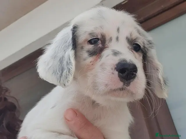 Setter Inglés perros en venta: Cachorro hembra Setter - Anuncio 1