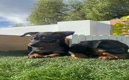 Pinscher Miniatura perros en venta: PINSCHER MINIATURA - Anuncio 6