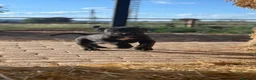 Cane Corso perros en venta: Cama de cane corso de mucha calidad - Anuncio 2