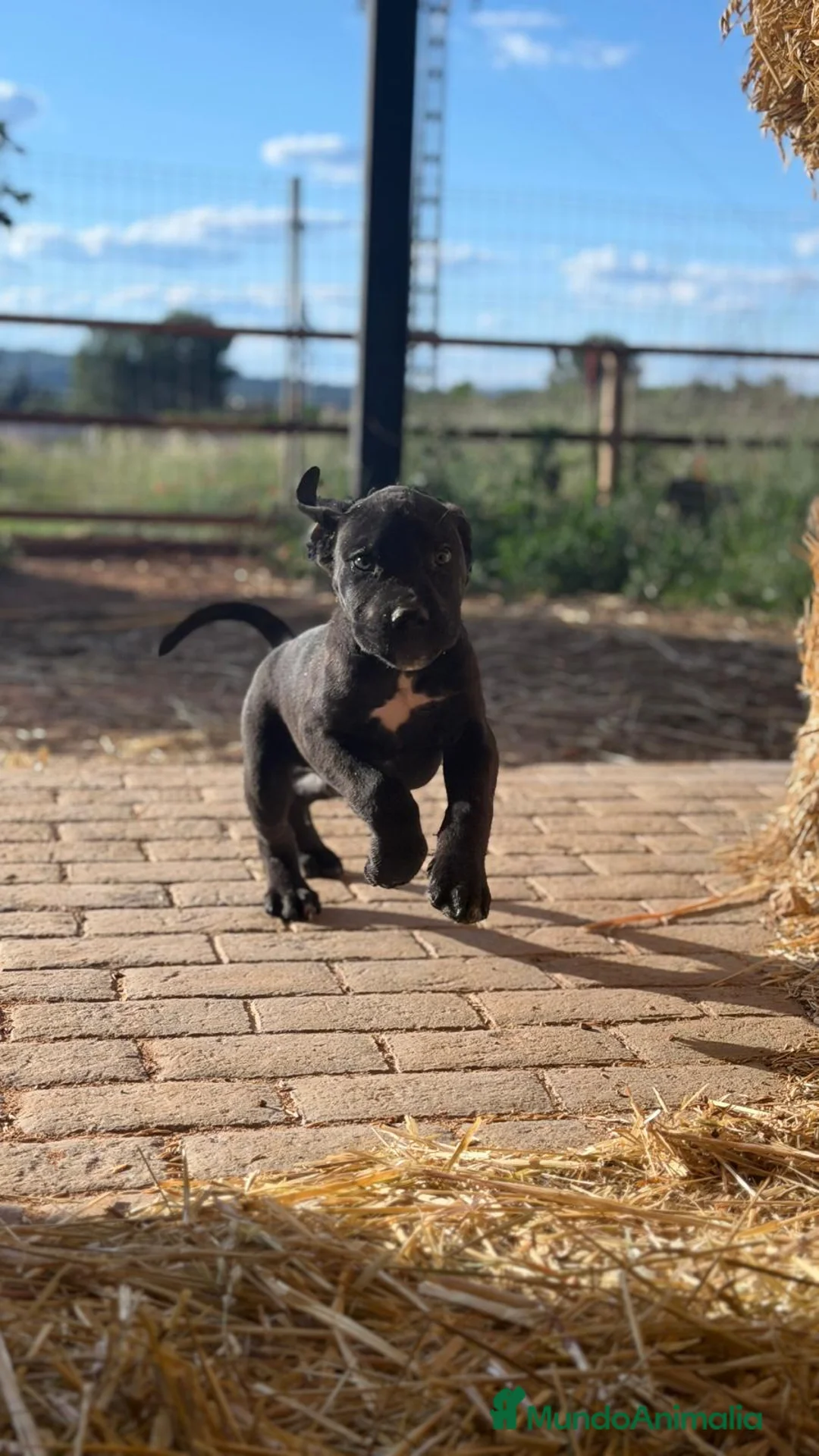 Cane Corso perros en venta: Cama de cane corso de mucha calidad - Anuncio 2