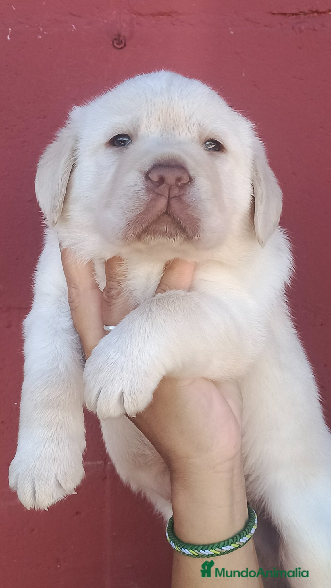 Labrador Retriever perros Labrador retriever dorado macho  - Anuncio 1