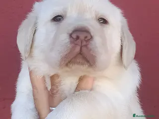 Labrador Retriever perros Labrador retriever dorado macho - Anuncio 1