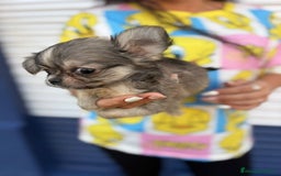 Chihuahua perros en venta: Impresionante chihuahua pelo largo - Imagen 10