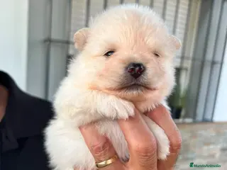 Pomerania perros Lulú pomerania toy - Anuncio 1