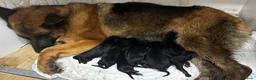 Pastor Alemán perros en venta: Cachorros pastor aleman en Cádiz - Anuncio 3