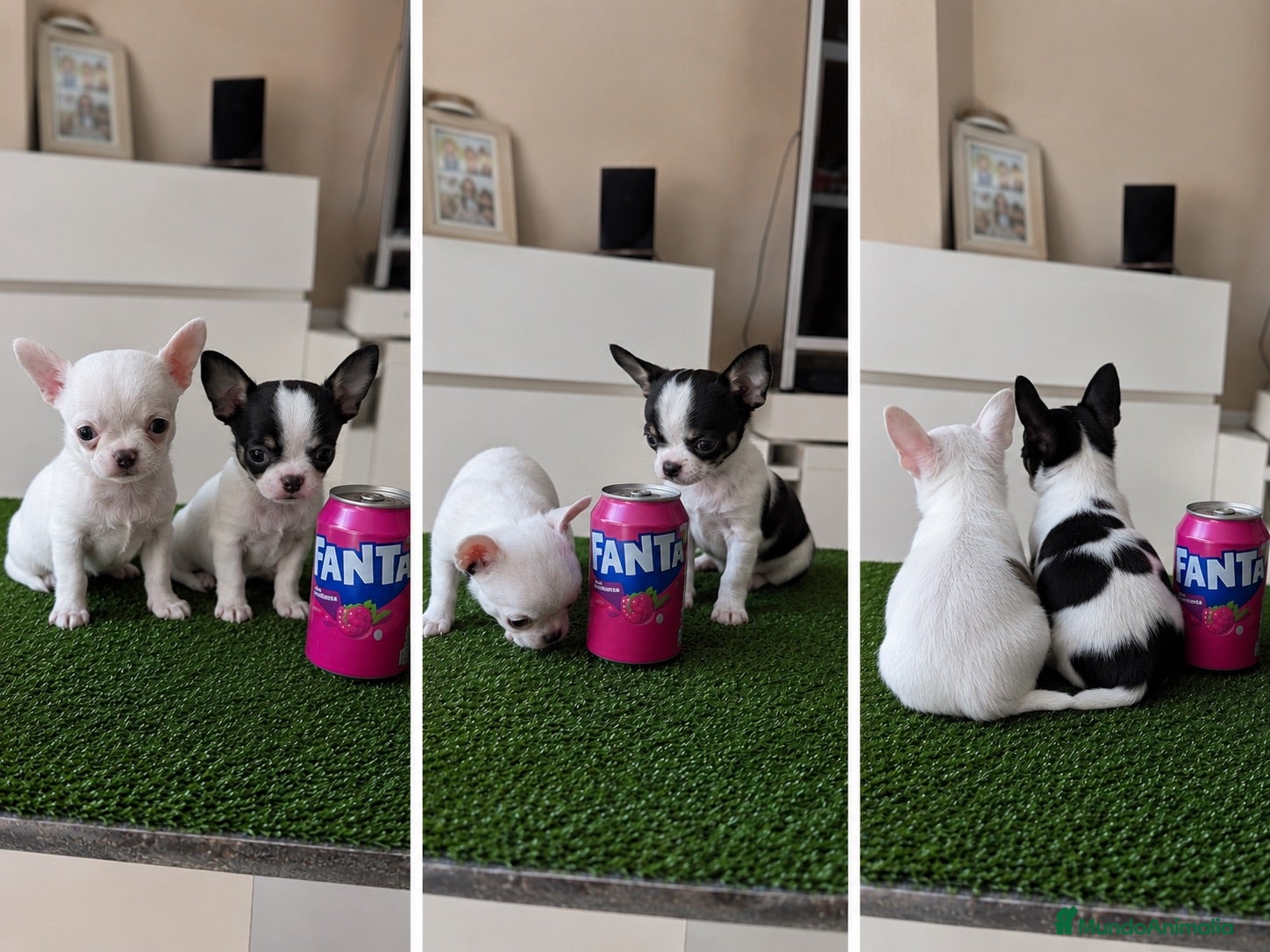 Chihuahua perros CHIHUAHUA TOY - VALENCIA  - Anuncio 1