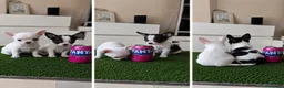 Chihuahua perros en venta: CHIHUAHUA TOY - VALENCIA  - Anuncio 1