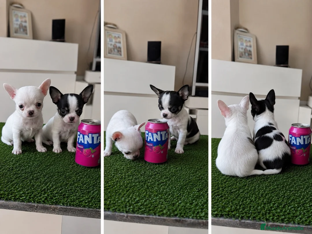 Chihuahua perros en venta: CHIHUAHUA TOY - VALENCIA  - Anuncio 1