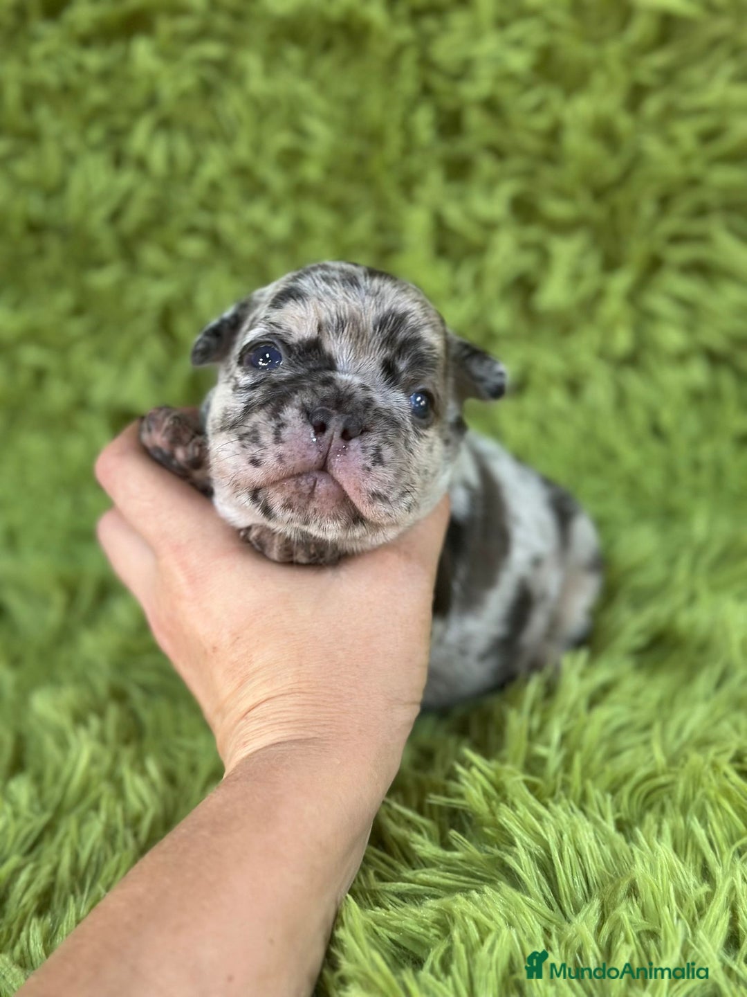 Bulldog Francés perros en venta: Bulldog merle blue  - Imagen 2