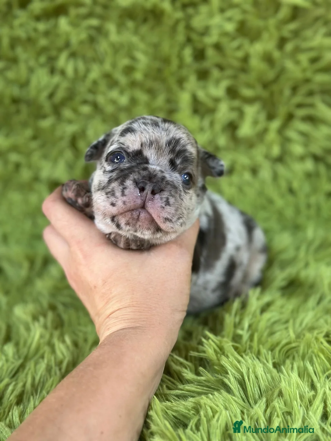 Bulldog Francés perros en venta: Bulldog merle blue  - Anuncio 2