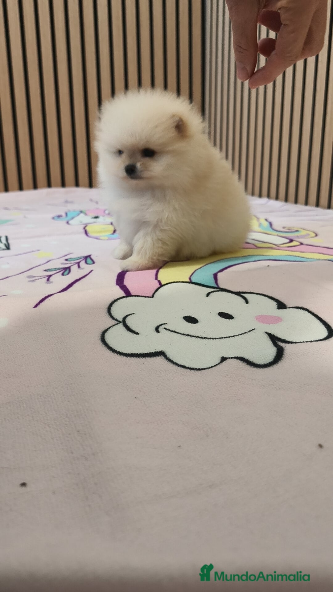 Pomerania perros en venta: Pomerania TOY Crema hembra ♀️♀️ - Anuncio 10