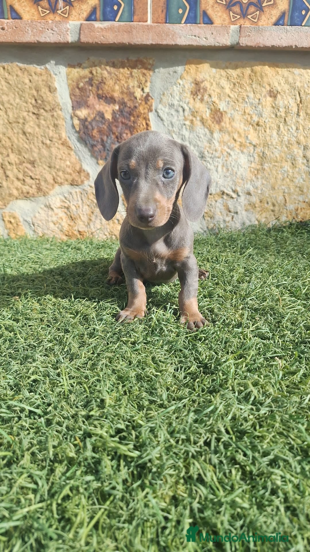 Teckel perros en venta: Hembra Teckel Blue Ojos Claros  - Imagen 2