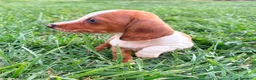 Teckel Miniatura perros en venta: Teckel kaninchen  - Anuncio 7