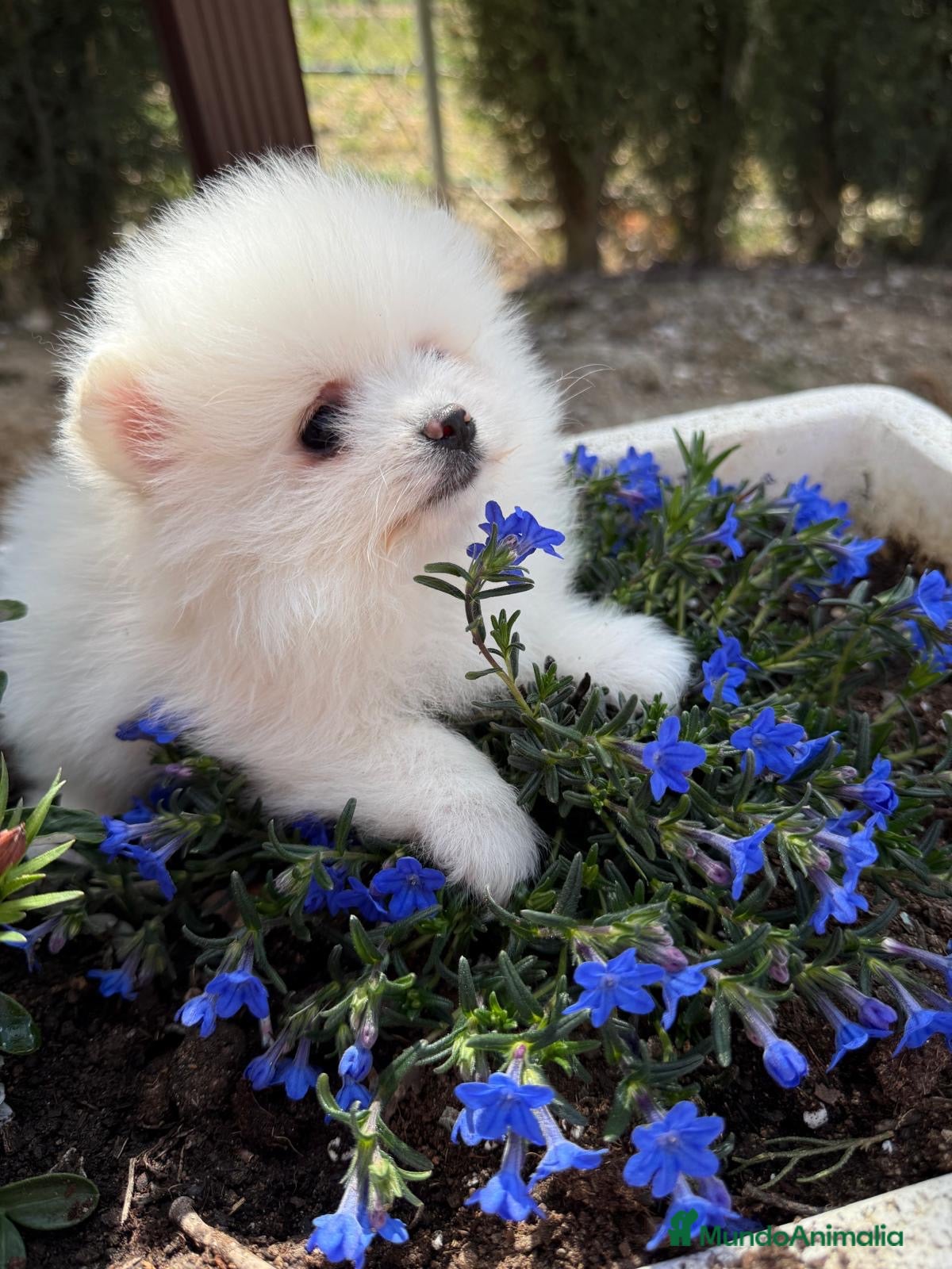 Pomerania perros Pomeranias blancos !!! - Anuncio 1