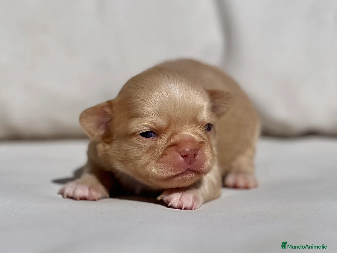 Chihuahua perros en venta: CHIHUAHUA LILAC GOLD LÍNEA RUSA CABEZA DE MANZANA - Anuncio 1
