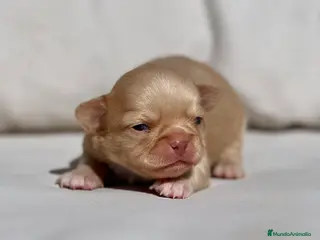 Chihuahua perros CHIHUAHUA LILAC GOLD LÍNEA RUSA CABEZA DE MANZANA - Anuncio 2