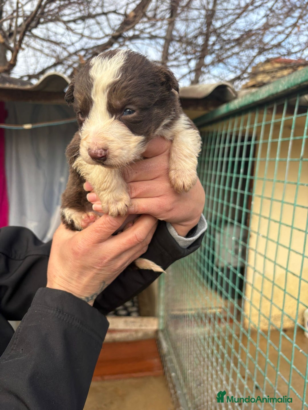 Border Collie perros en venta: Cachorro de Border Collie hembra chocolate  - Anuncio 12