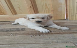 Golden Retriever perros en venta: Macho de golden retriever  - Imagen 5