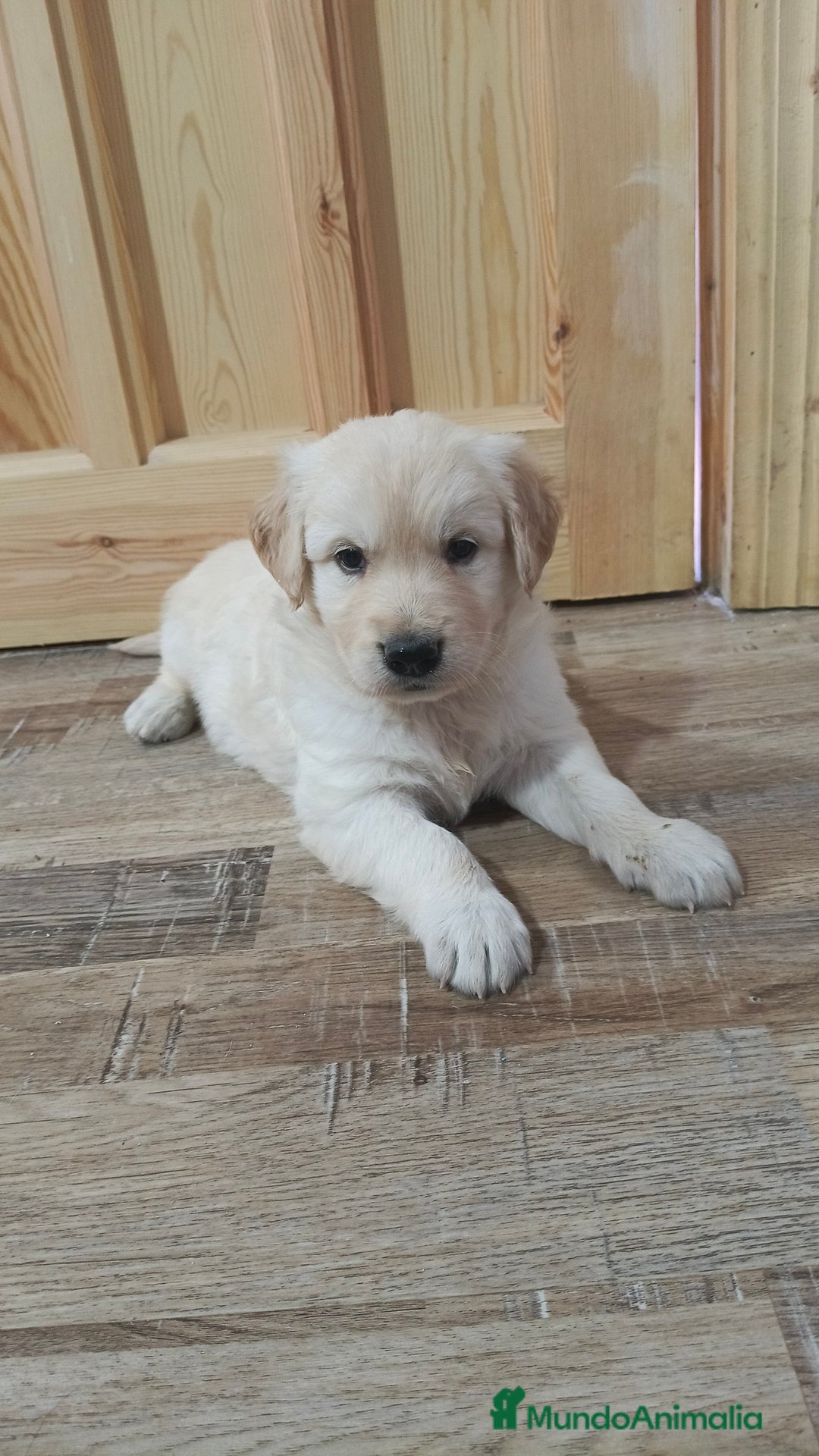 Golden Retriever perros en venta: Macho de golden retriever  - Imagen 5