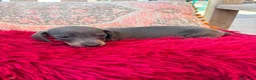 Teckel Miniatura perros en venta: Teckel kaninchen  - Anuncio 17