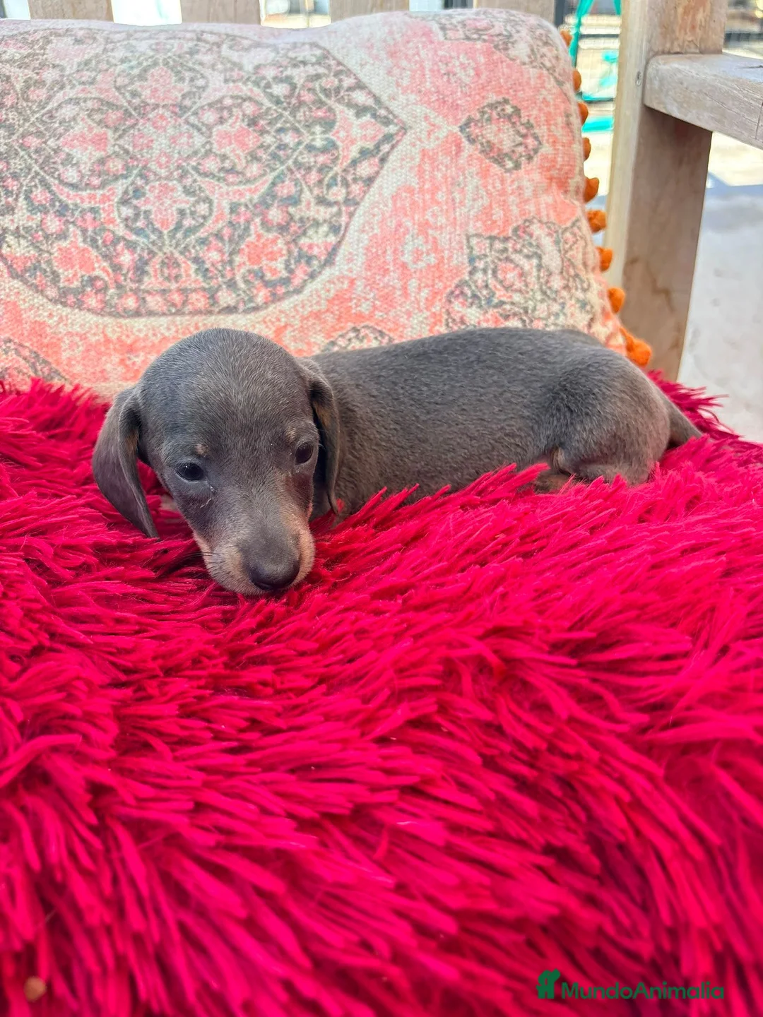 Teckel Miniatura perros en venta: Teckel kaninchen  - Anuncio 17