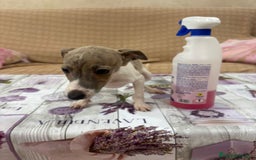 Pequeño Lebrel Italiano perros en venta: Lebrel italiano  - Imagen 6