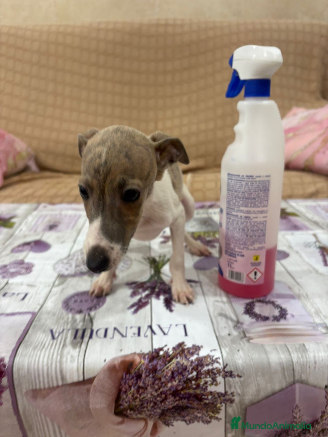 Pequeño Lebrel Italiano perros en venta: Lebrel italiano  - Imagen 6