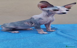 Sphynx gatos en venta: Preciosa hembrita lista para entregar  - Imagen 11