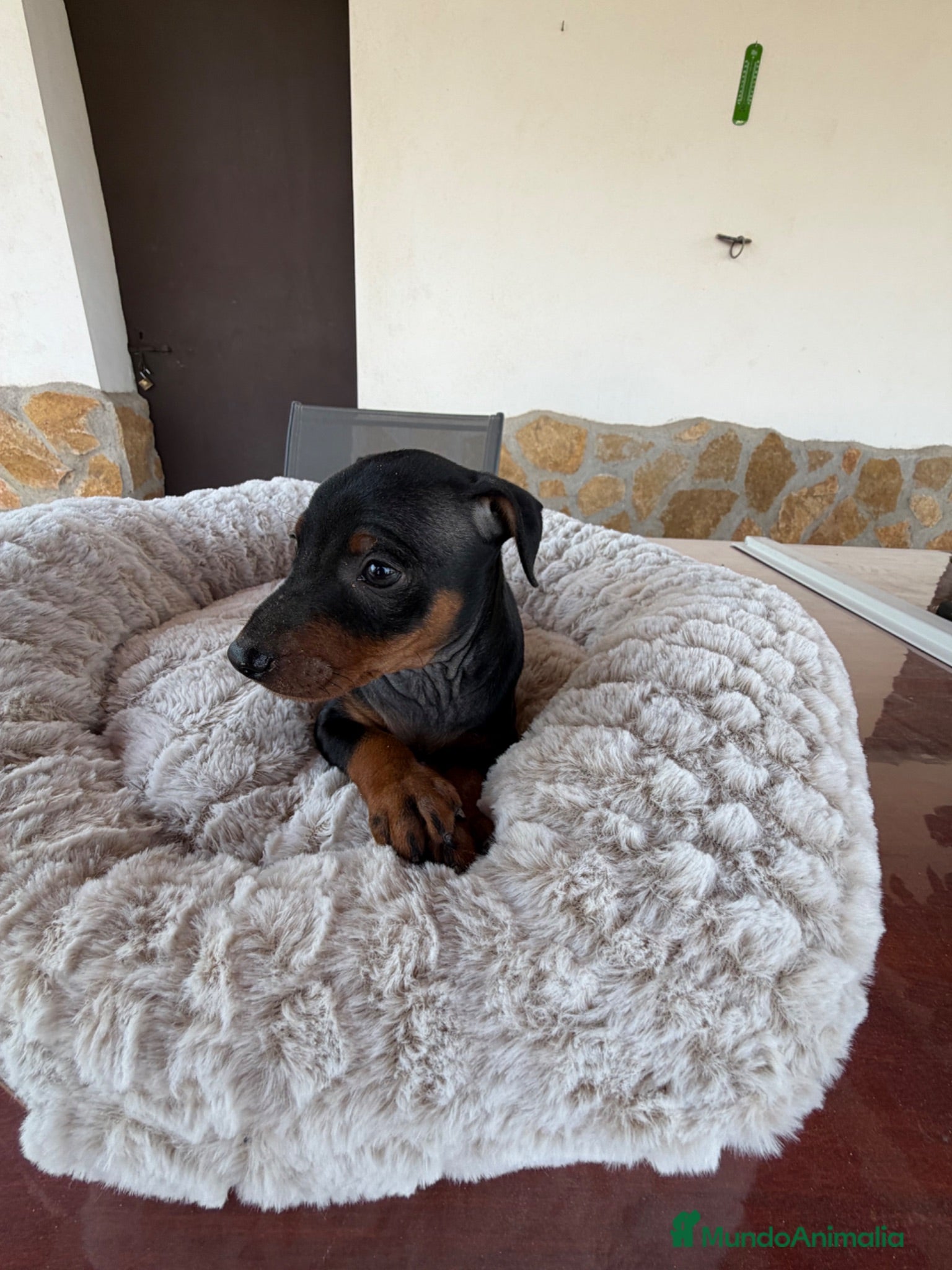 Pinscher Miniatura perros MINI PINSCHER - Anuncio 1