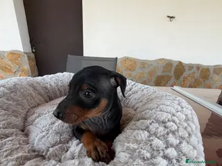 Pinscher Miniatura perros MINI PINSCHER - Anuncio 1