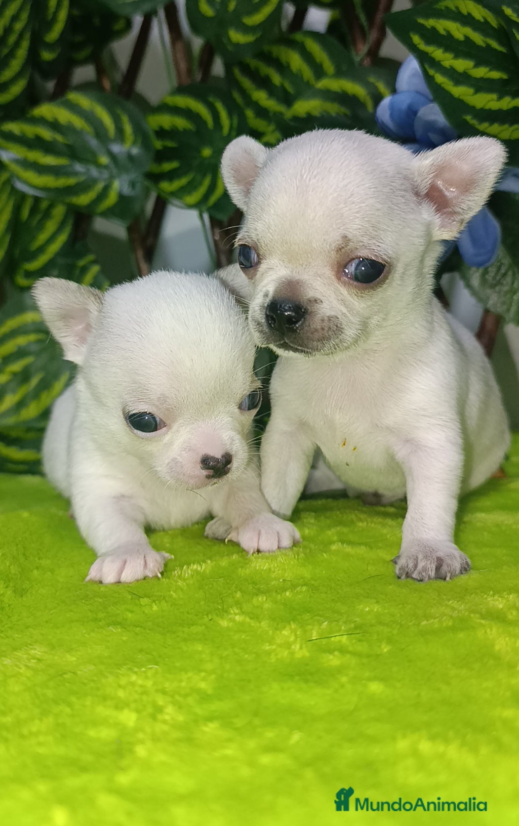Chihuahua perros Bebesitos chihuahua Toy de bolsillo  - Anuncio 32
