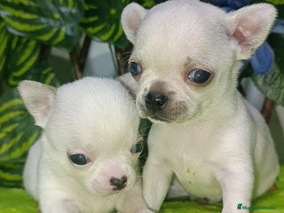 Chihuahua perros - Anuncio 7