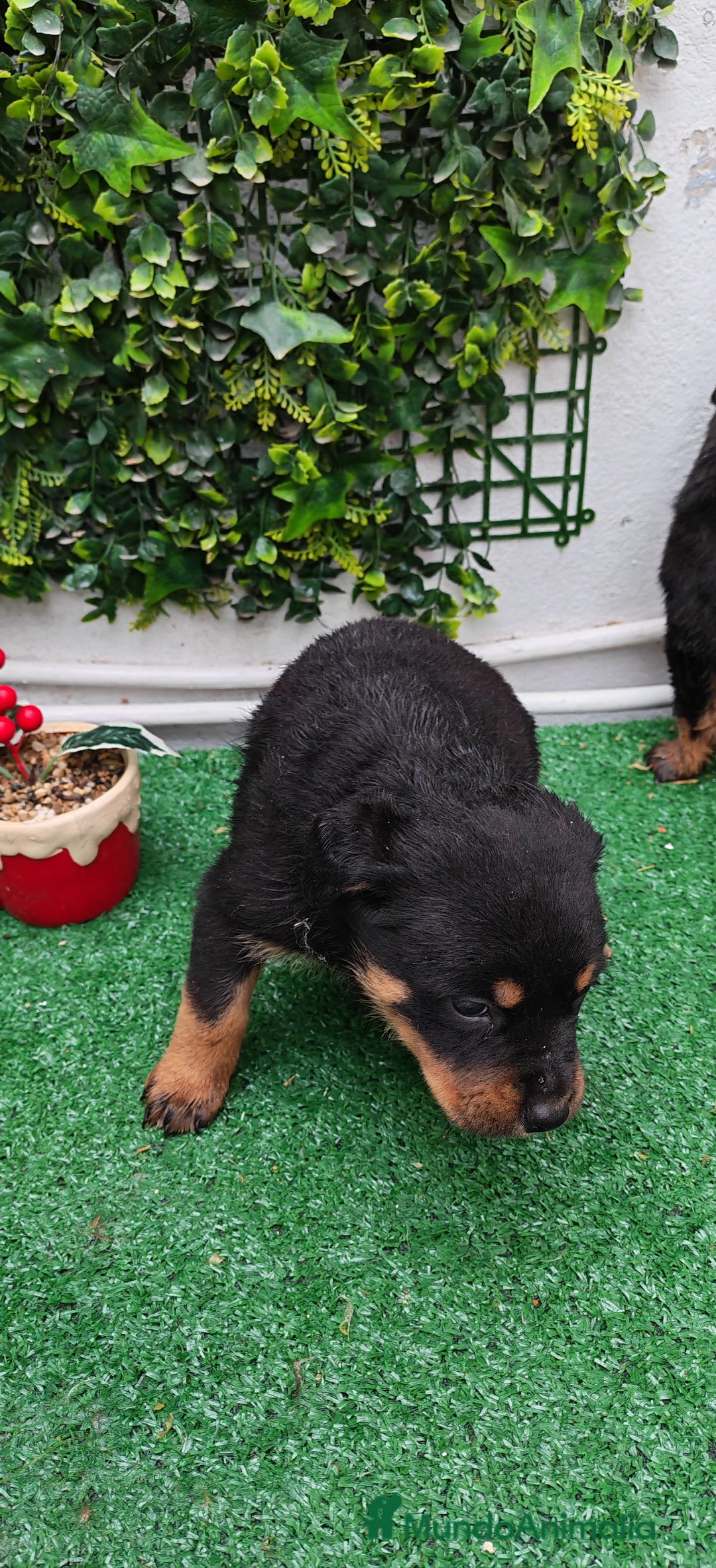 Rottweiler perros en venta: Camada de Rottwailer en Toledo - Anuncio 9