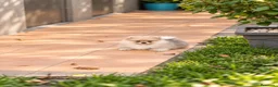 Pomerania perros en venta: Pomerania machos de líneas exclusivas y exóticas - Anuncio 6