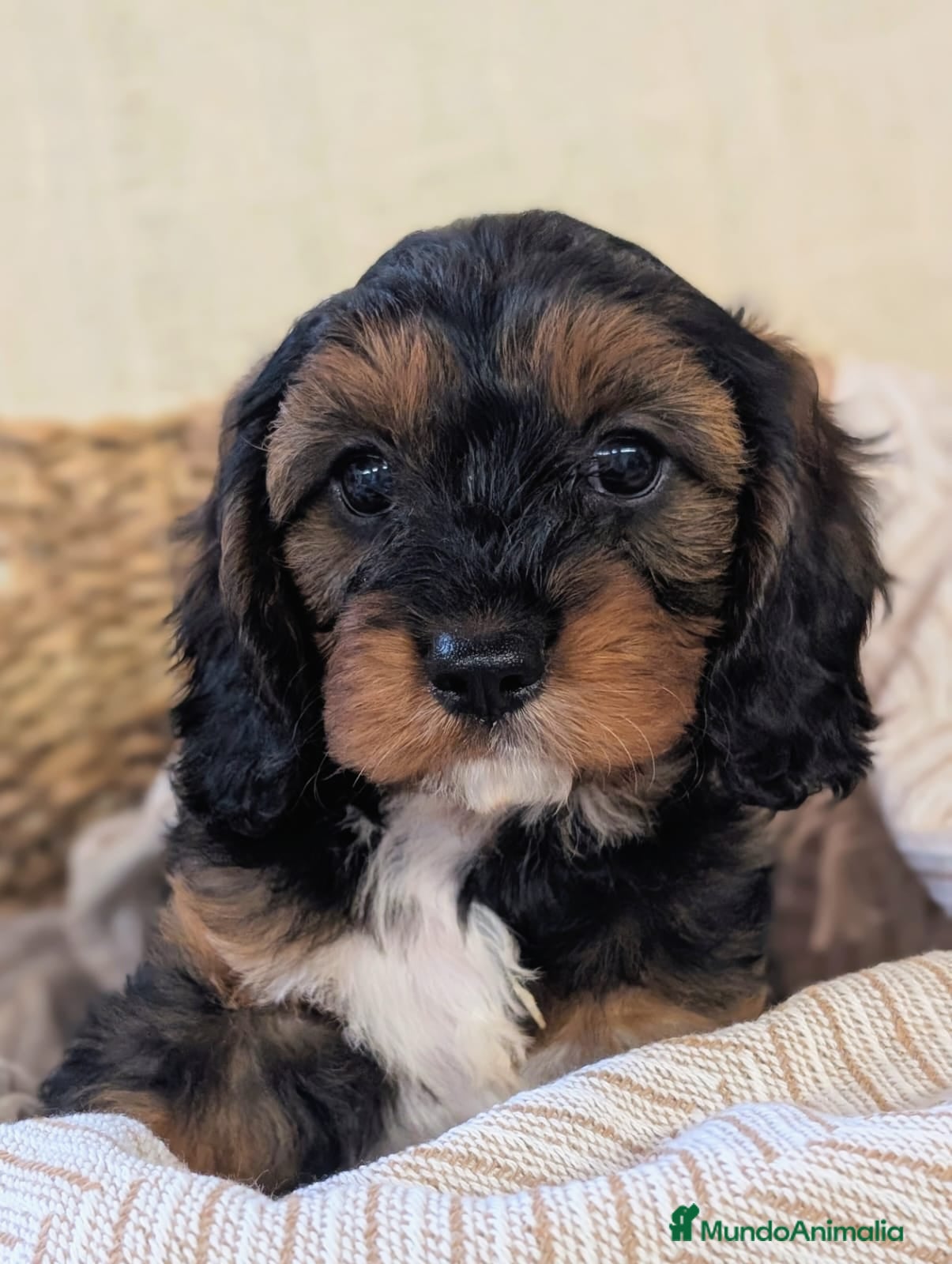 Cavapoo perros Excelente camada CAVAPOO - Anuncio 2